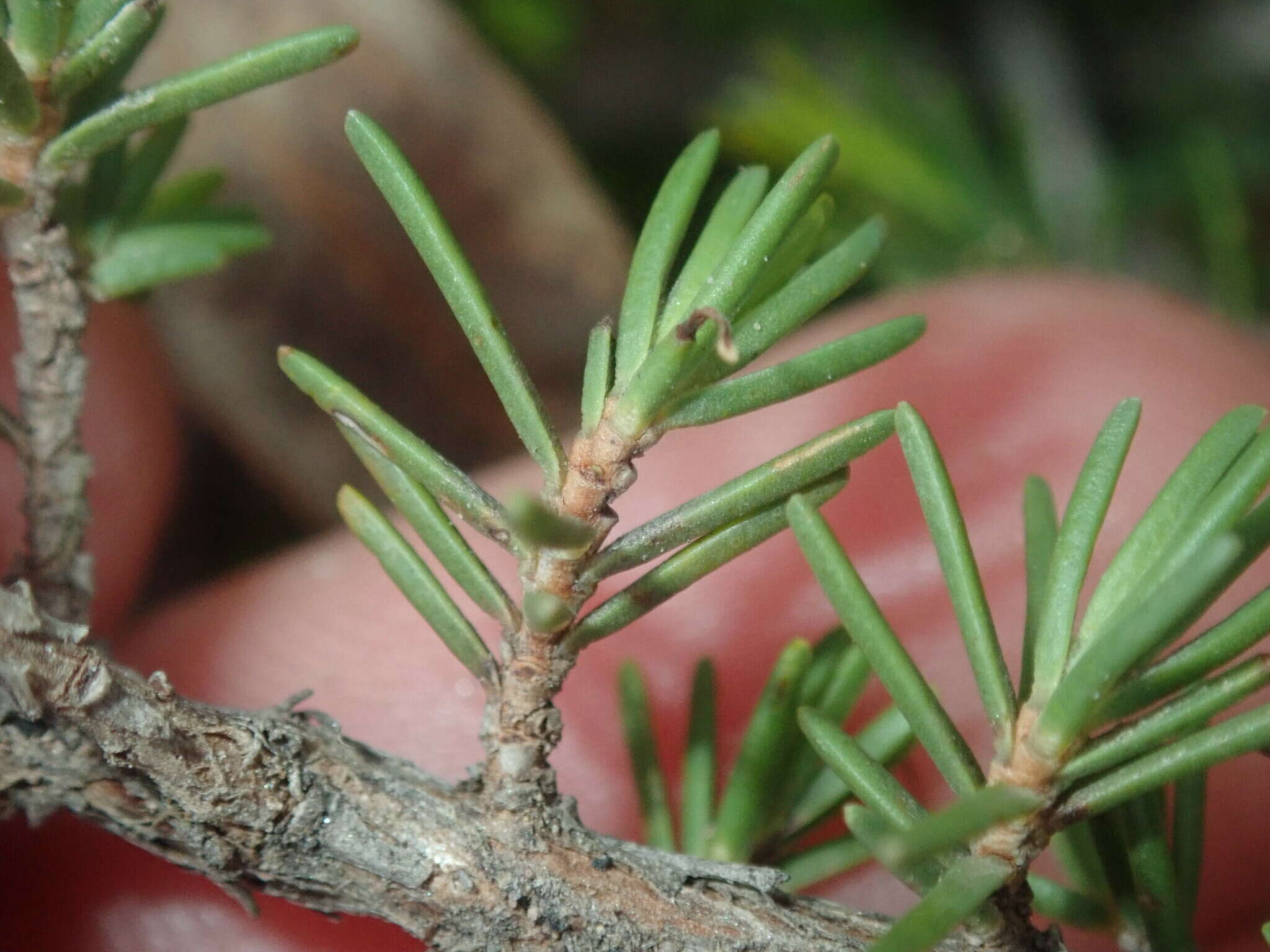 Image of Melaleuca jonesii Craven & R. D. Edwards