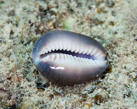 Image of snake's head cowry