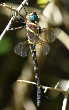 Image of Macromia illinoiensis georgina Selys 1878