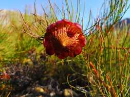 Image of Protea pityphylla Phillips