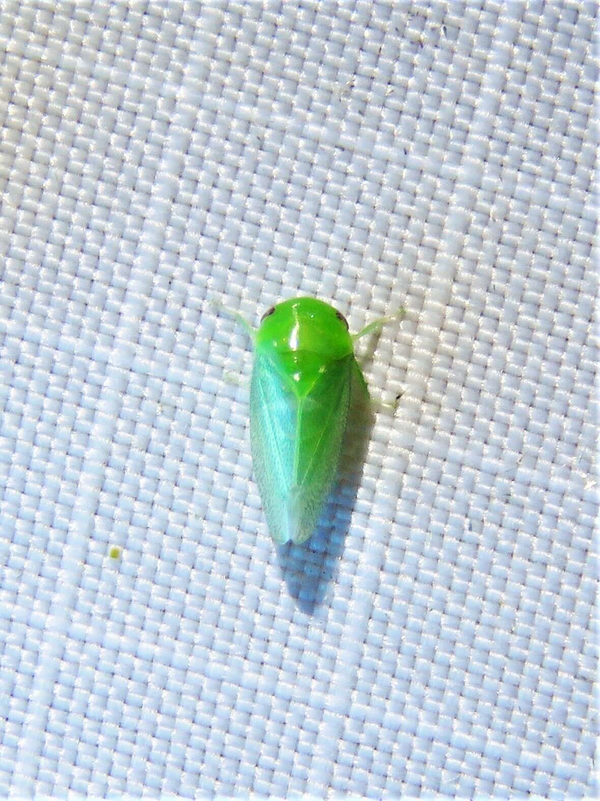 Image of Leafhopper