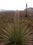 Image de Puya hamata L. B. Sm.