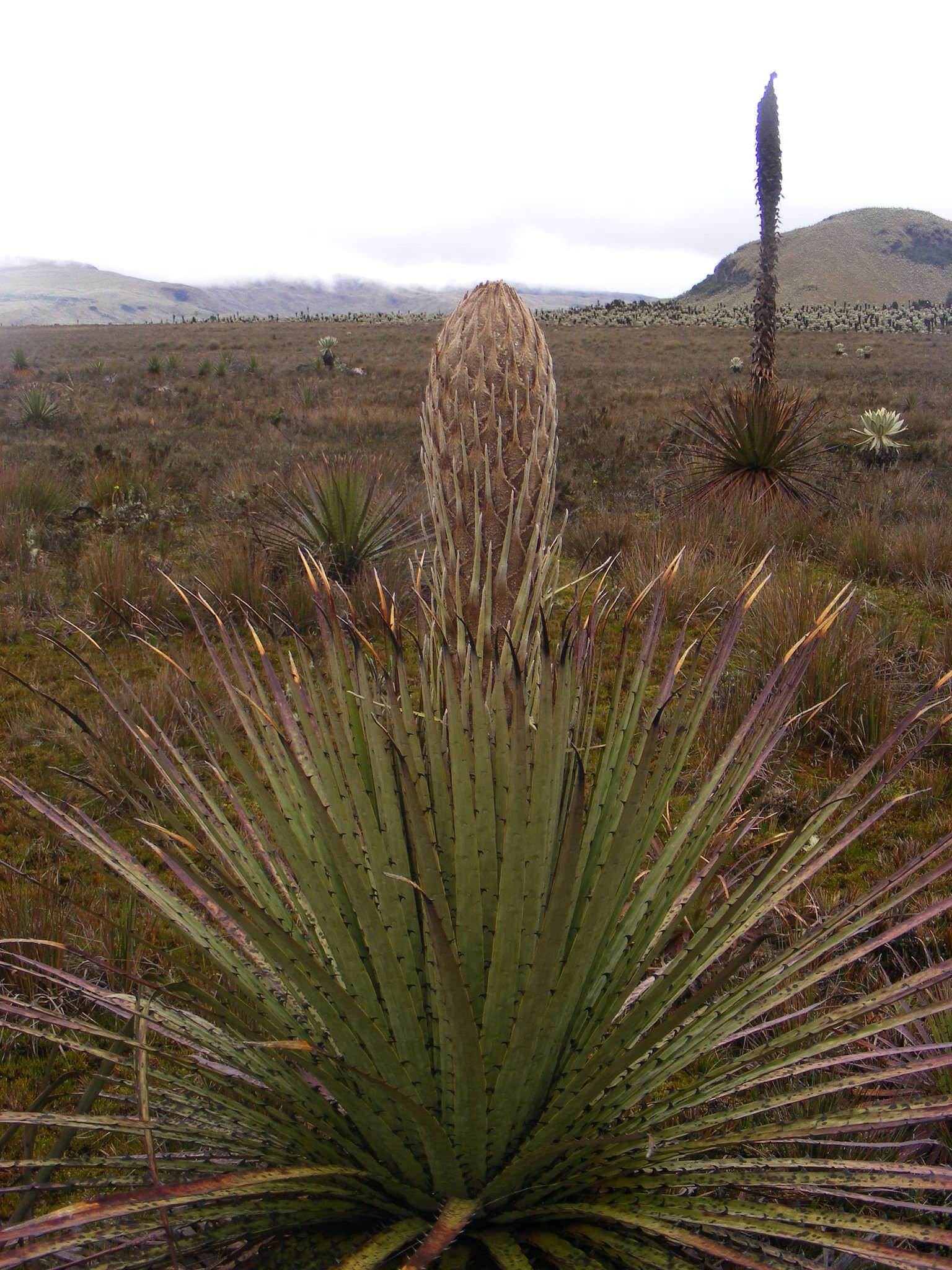 Image of Puya hamata L. B. Sm.