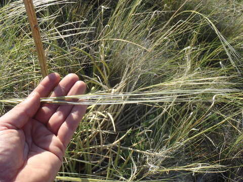 Plancia ëd Stipa neomexicana (Thurb.) Scribn.