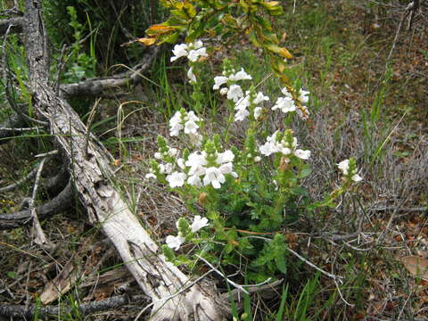 Image of Euphrasia collina subsp. osbornii W. R. Barker