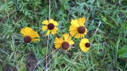 Imagem de Helenium flexuosum Rafin.