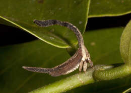 Imagem de Cladonota (Falculifera) apicalis Stål