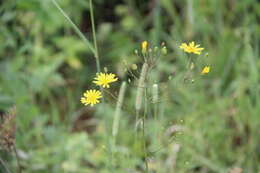 Image of Lapsana communis subsp. grandiflora (M. Bieb.) P. D. Sell
