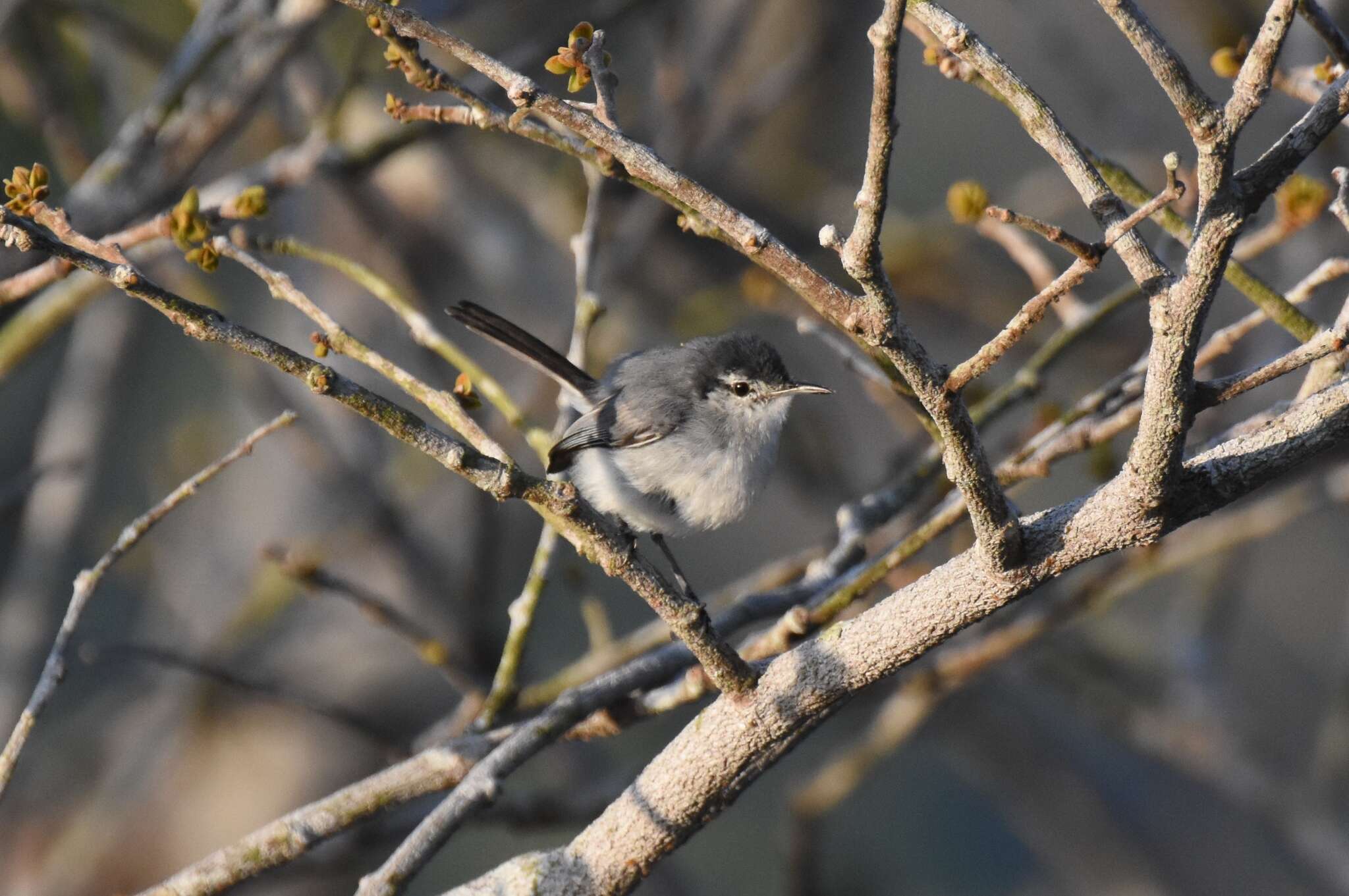 Image of White-browed Gnatcatcher