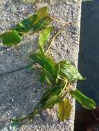 Image of Fen Pondweed