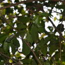 Image of Sorocea affinis Hemsl.