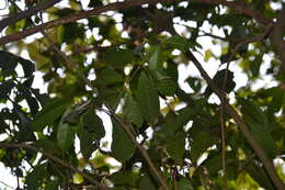 Image of Sorocea affinis Hemsl.