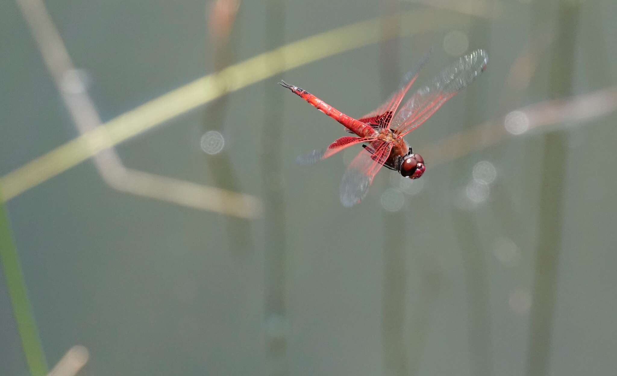 Imagem de Tramea eurybia Selys 1878