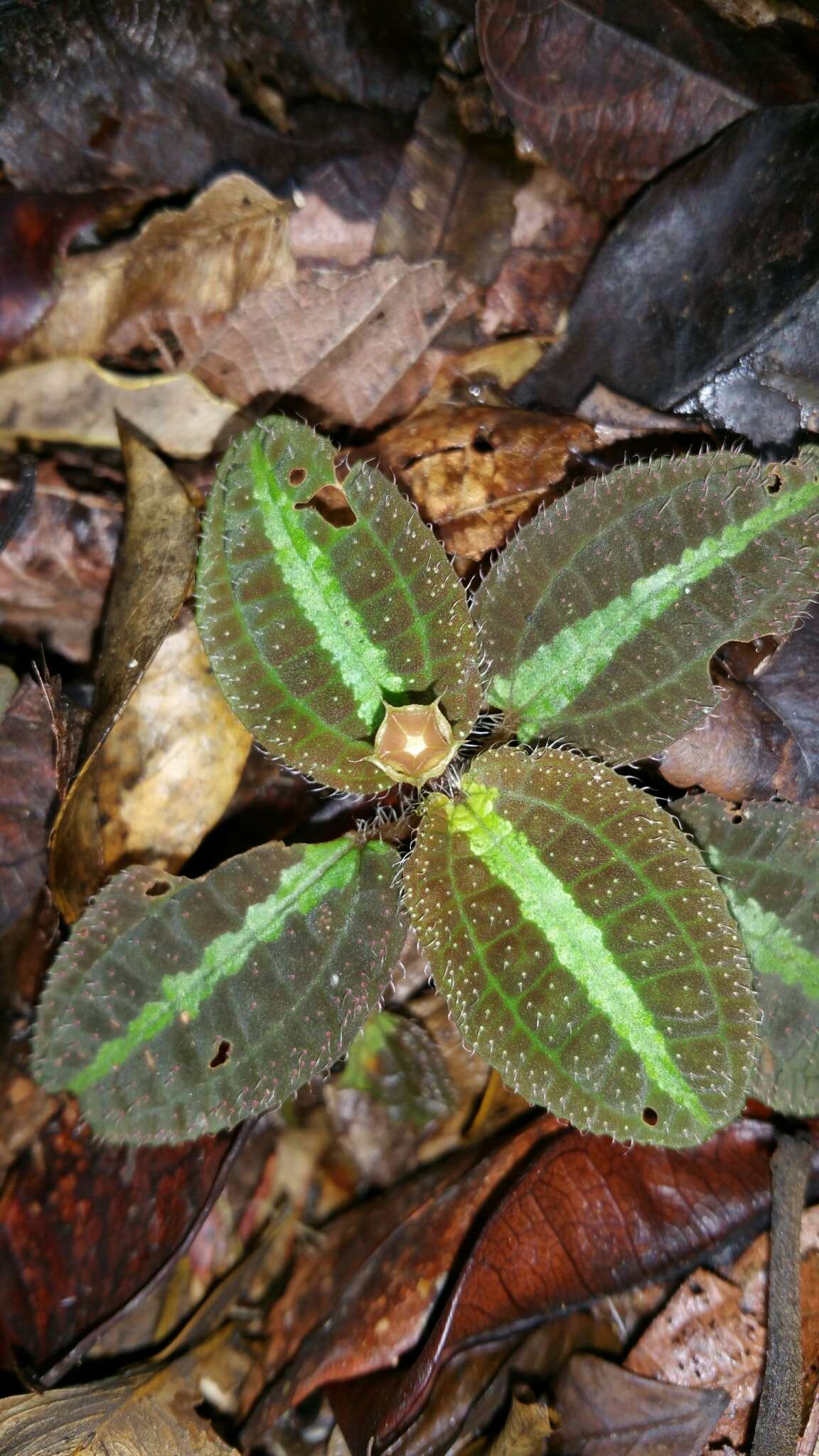 Image of Gravesia mirabilis H. Perrier