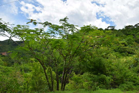 Image of Delonix regia (Bojer ex Hook.) Raf.