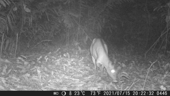 Image of Bay Duiker