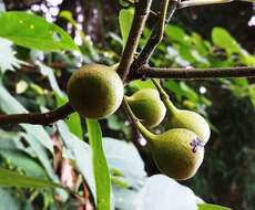 Image of Ficus erecta Thunb.