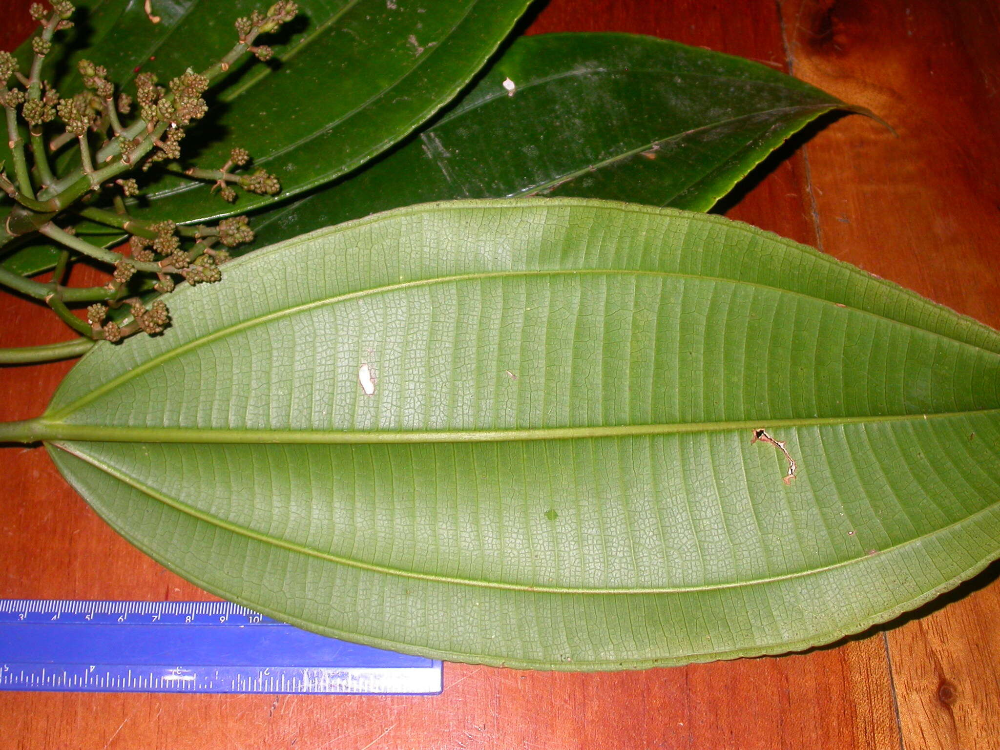 Image of Miconia commutata Almeda