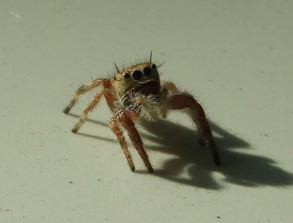 Image of Phidippus pacosauritus