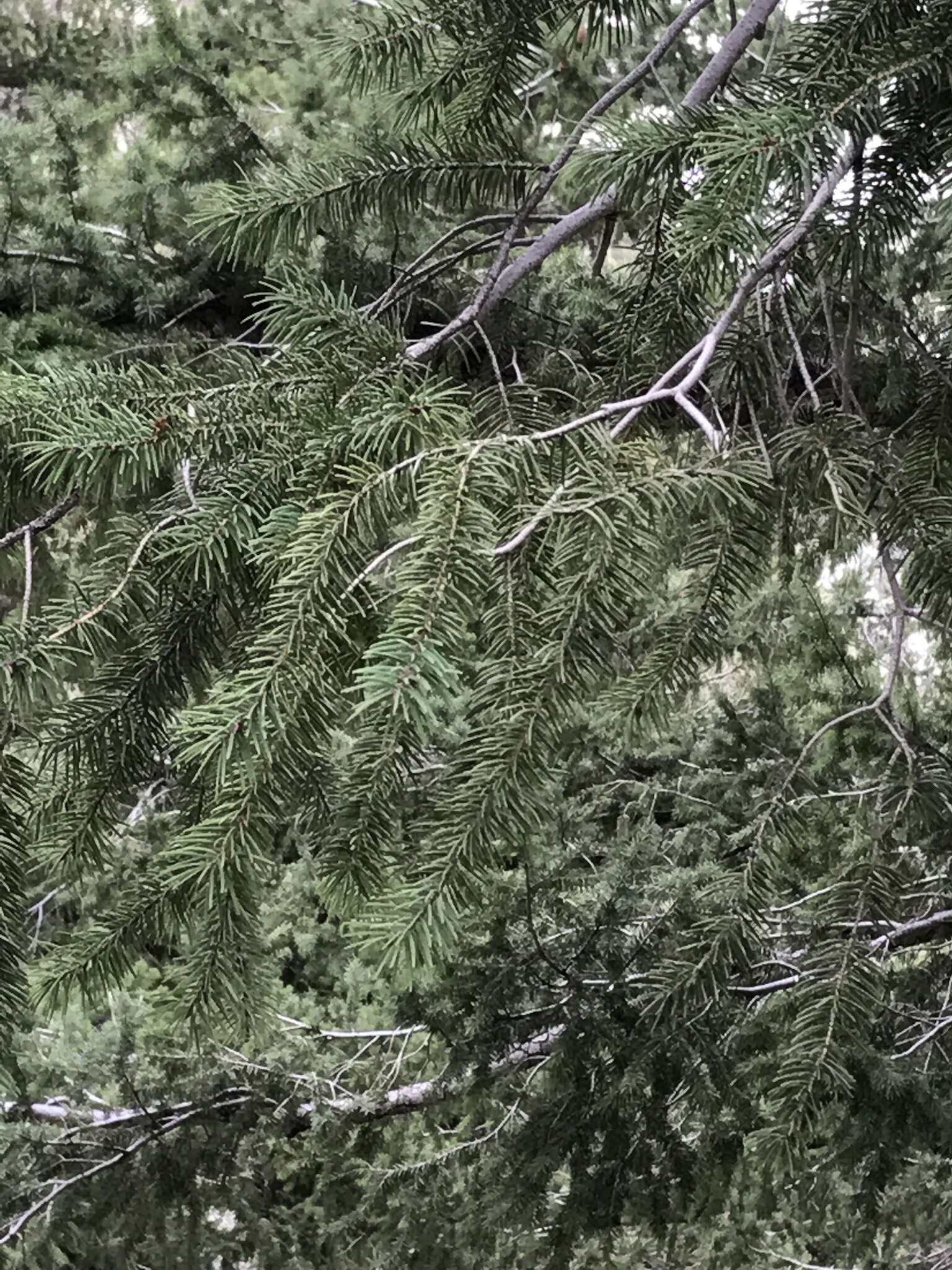 Image of bigcone Douglas-fir