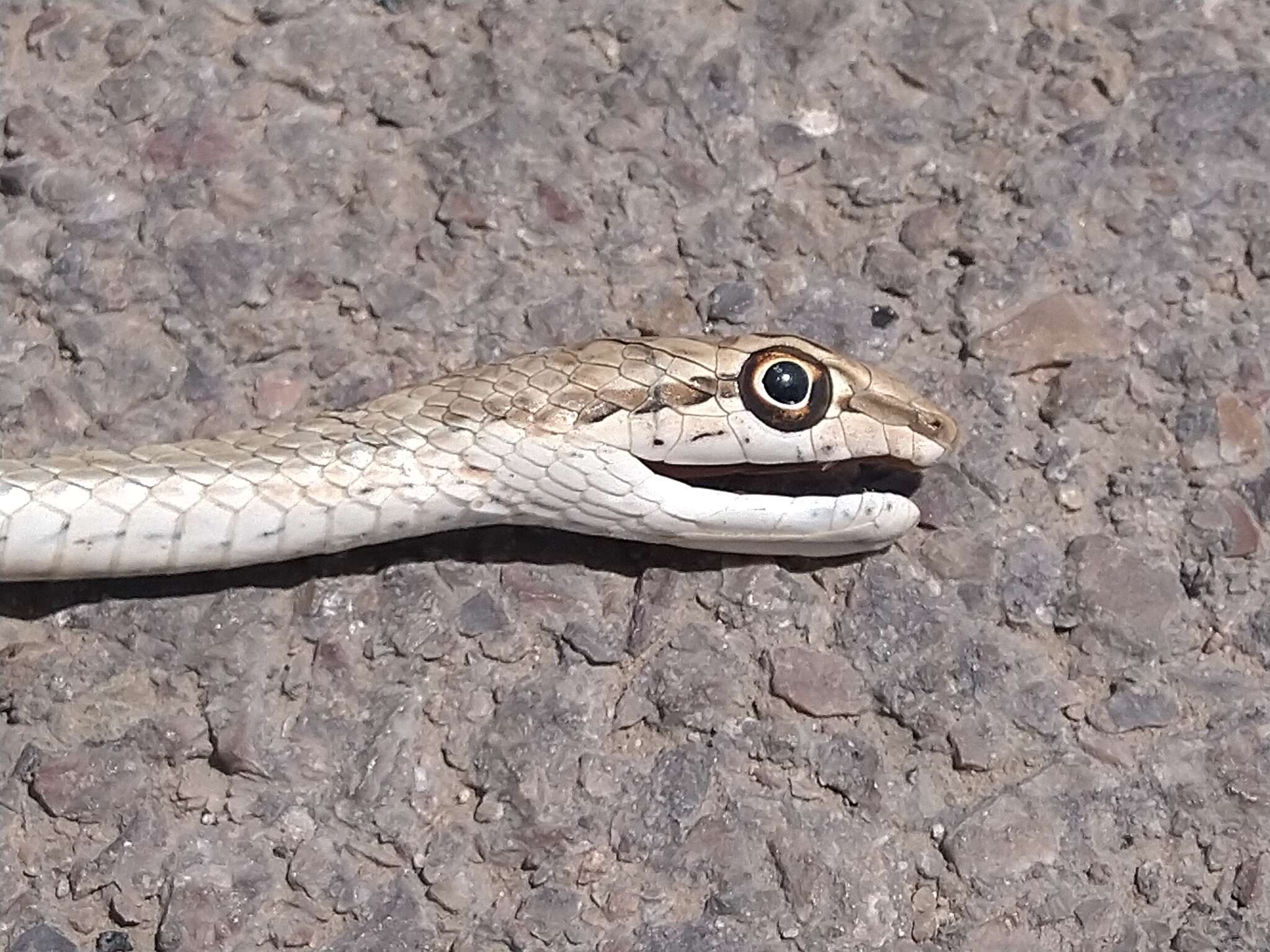 Image of Schokari sand racer