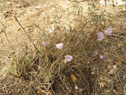 Image of Loeselia coerulea (Cav.) G. Don