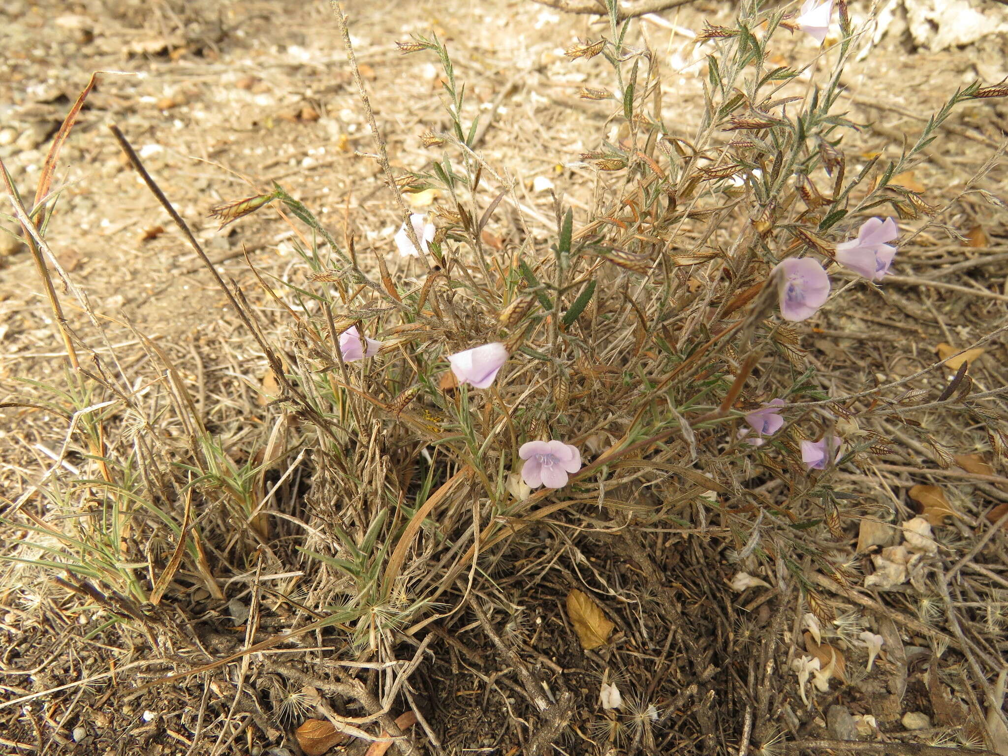 Image of Loeselia coerulea (Cav.) G. Don