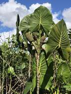 Image de Montrichardia linifera (Arruda) Schott