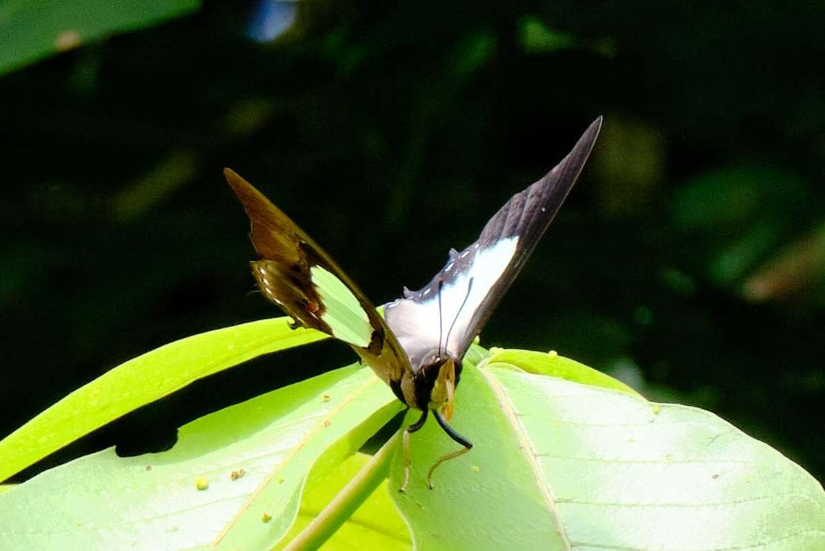 Image of Polyura hebe plautus Fruhstorfer 1898