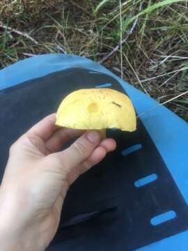 Image of Suillus tomentosus Singer 1960