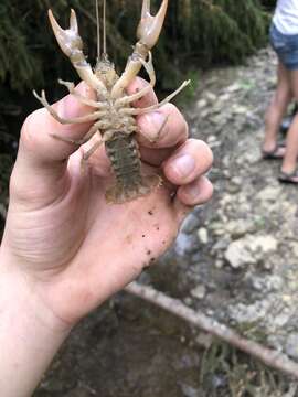 Image of Rock Crayfish