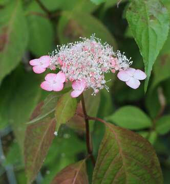 Image of Hydrangea serrata (Thunb.) Ser.