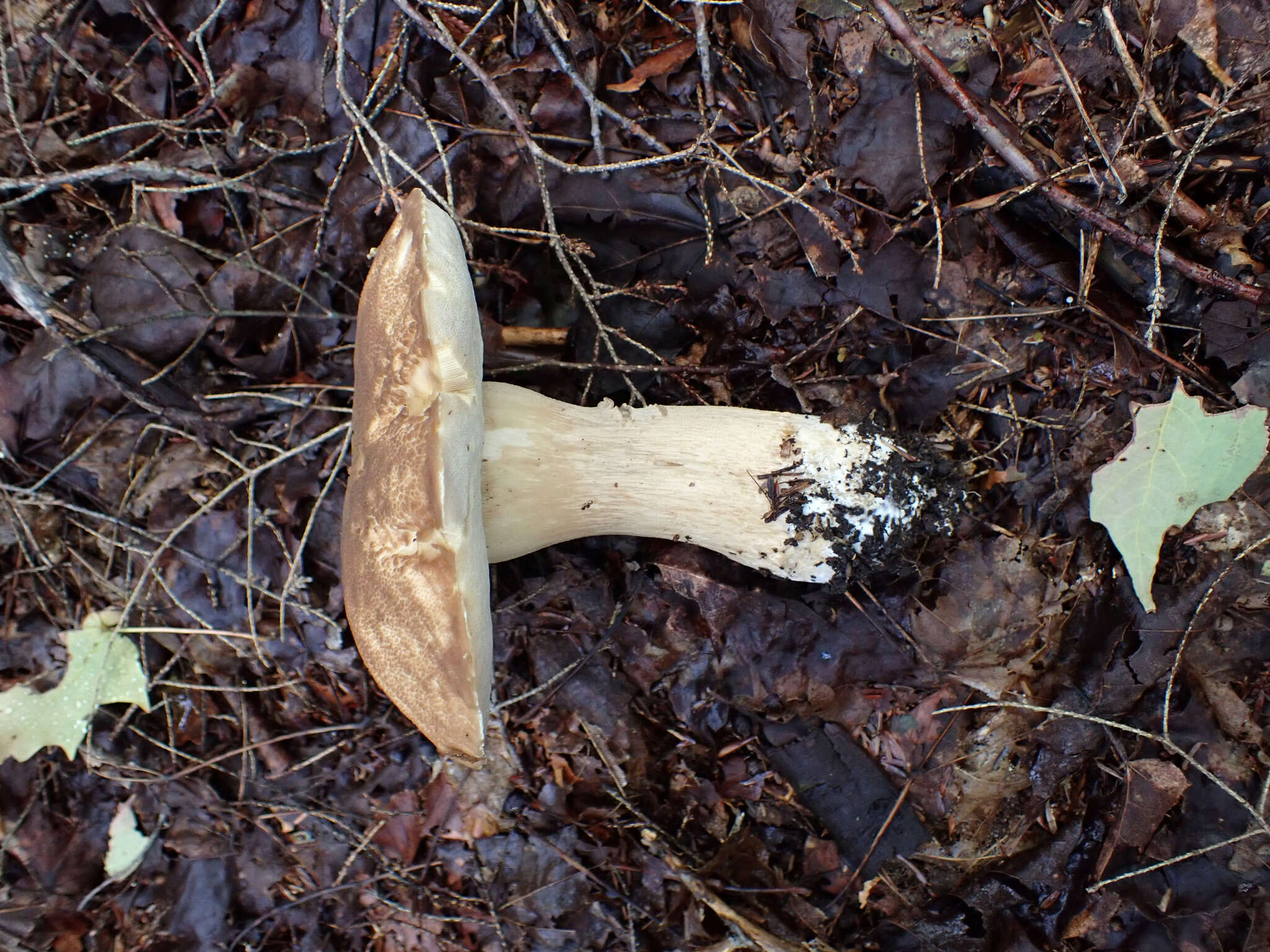 Image of Boletus atkinsonii Peck 1905