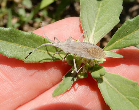 Image of Euphorbia Bug