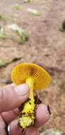 Image of Cortinarius canarius (E. Horak) Gasparini 2014