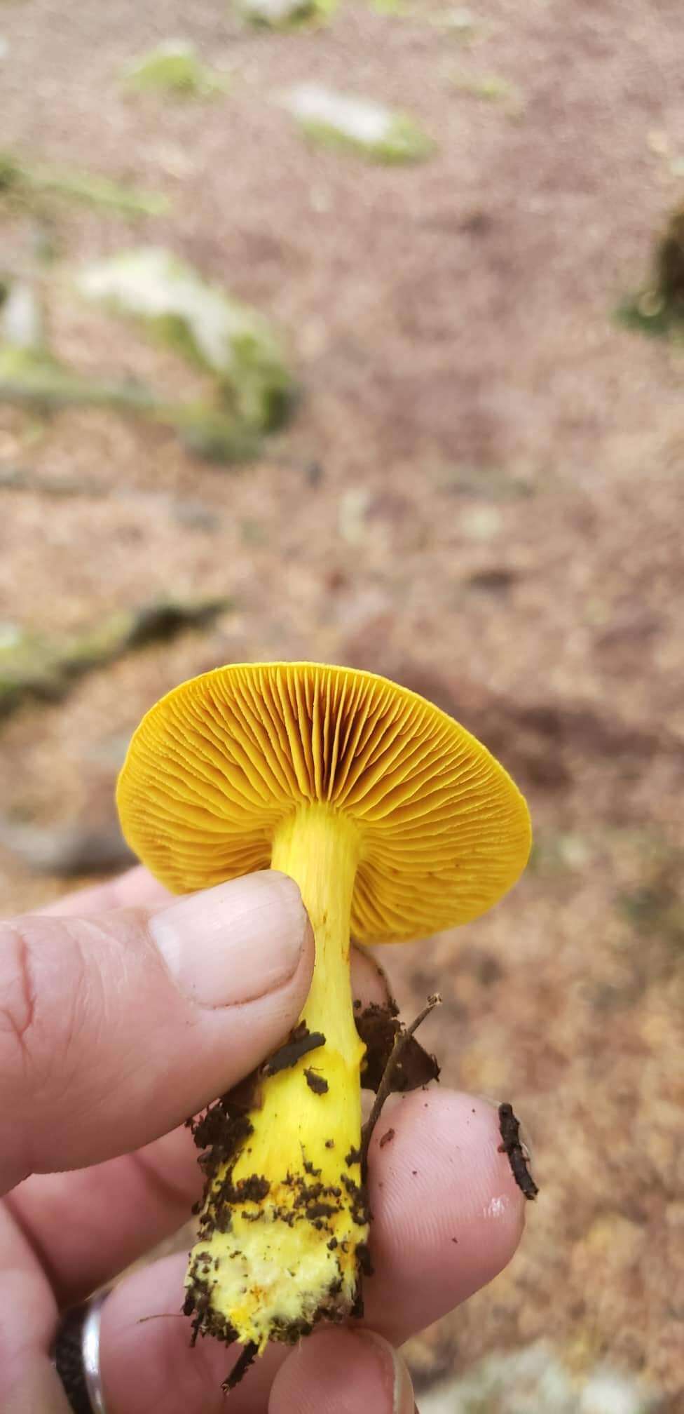 Image of Cortinarius canarius (E. Horak) Gasparini 2014