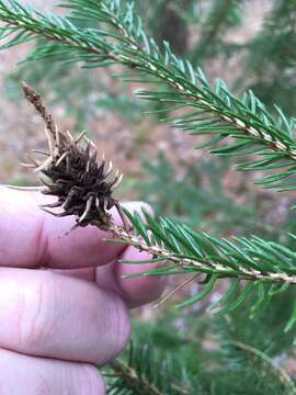 Image of Eastern Spruce Gall Adelgid