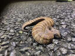 Image of Northern death adder