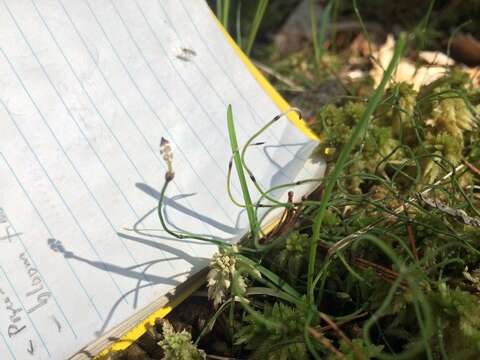 Image of Delicate Horsetail