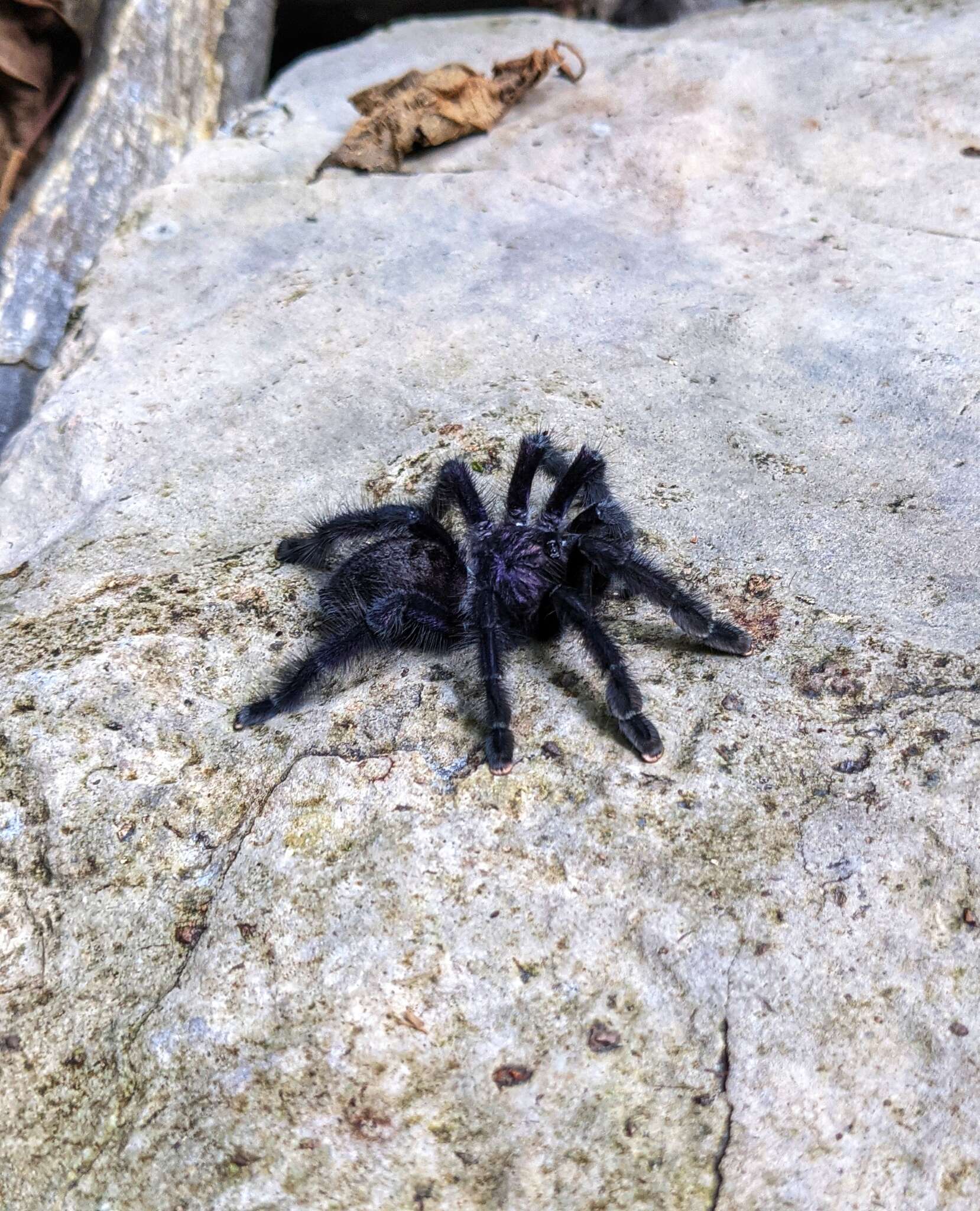 Image of Ecuadorian Purple Tarantula