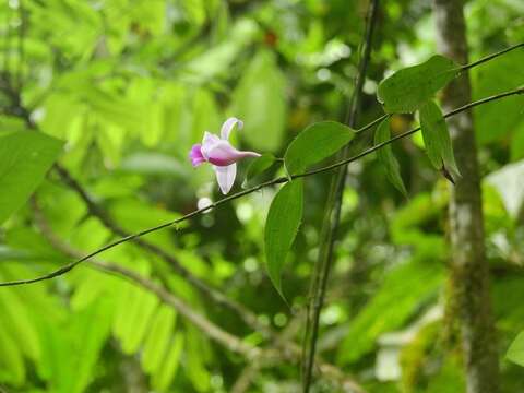 صورة Sobralia decora Bateman