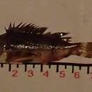 Image of Sonora scorpionfish