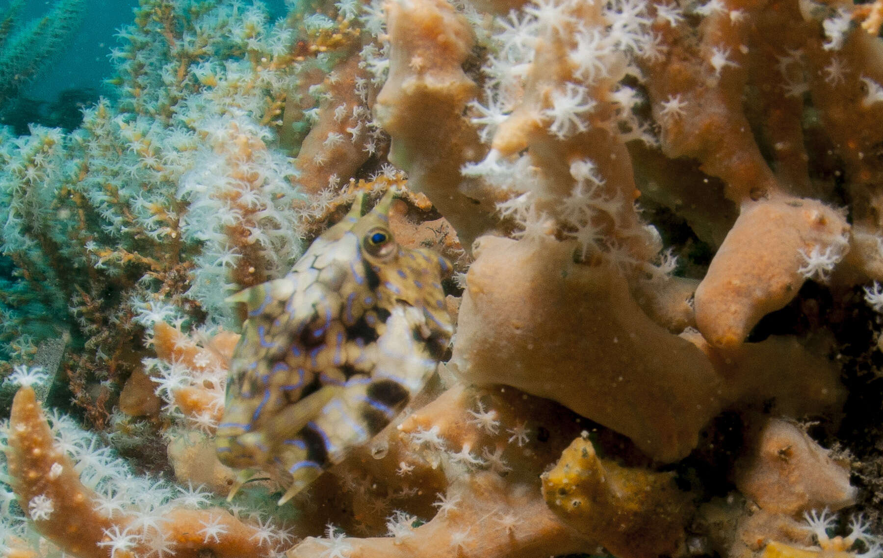 Image of Shorthorn cowfish