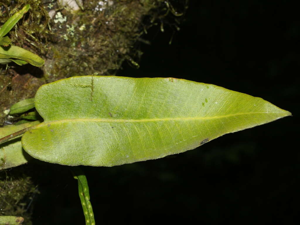 Image of Pyrrosia sheareri (Bak.) Ching