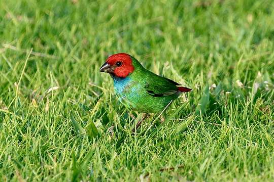 Image of Fiji Parrotfinch