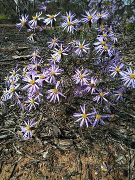 Image of Olearia magniflora F. Müll.