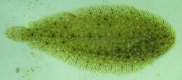 Image of Atlantic Sole