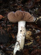 Image of Cortinarius cylindripes Kauffman 1905