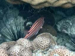 Image of Red Striped Squirrelfish