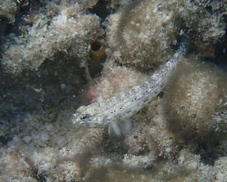 Image of Goldman&#39;s goby